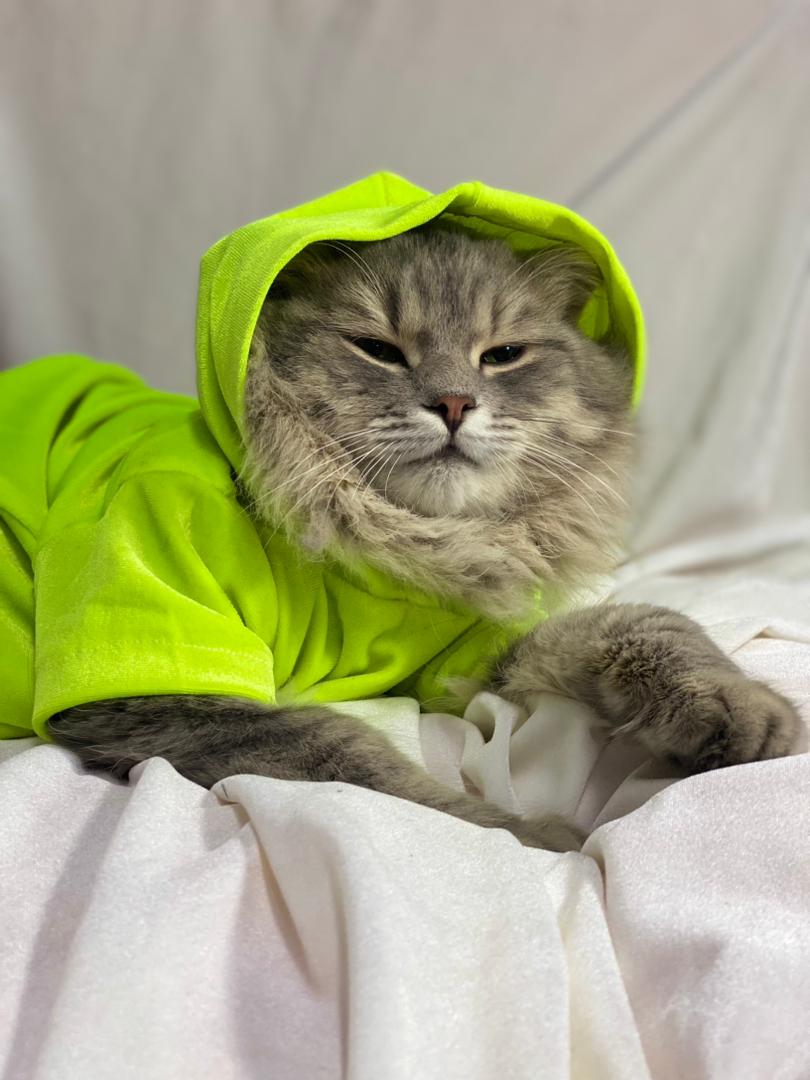 HOODIE POUR CHAT