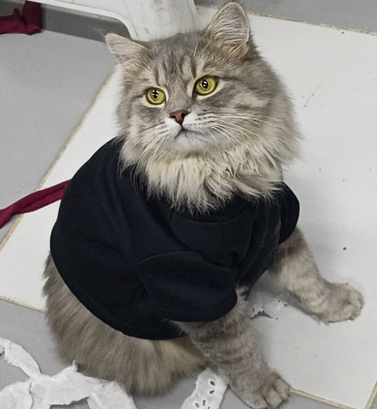 HOODIE POUR CHAT