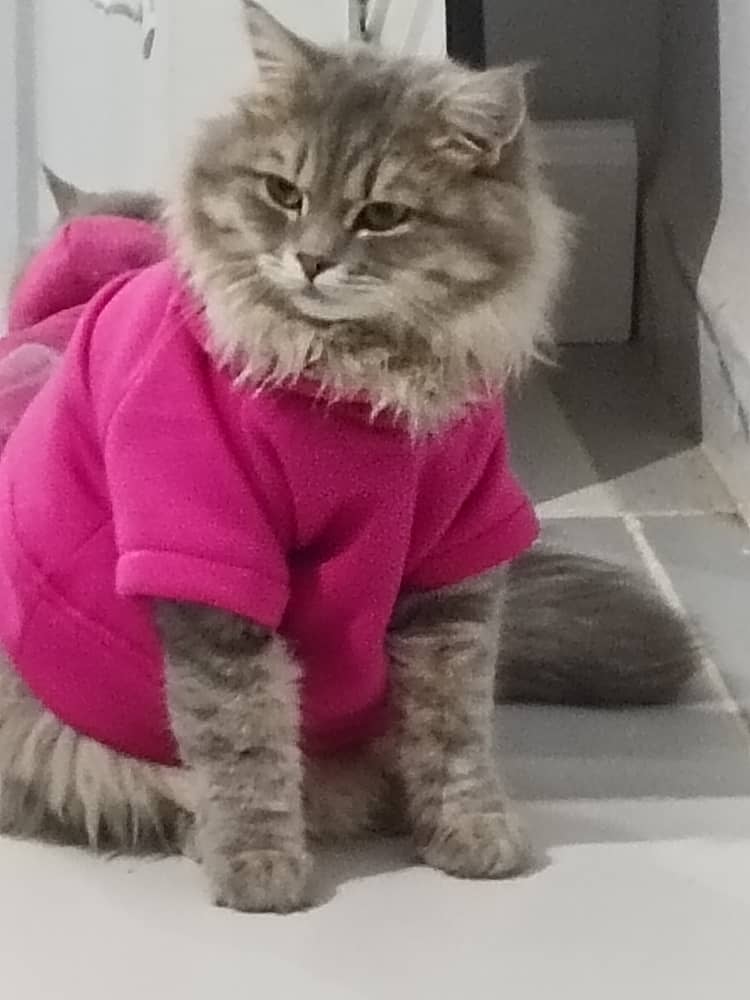 HOODIE POUR CHAT